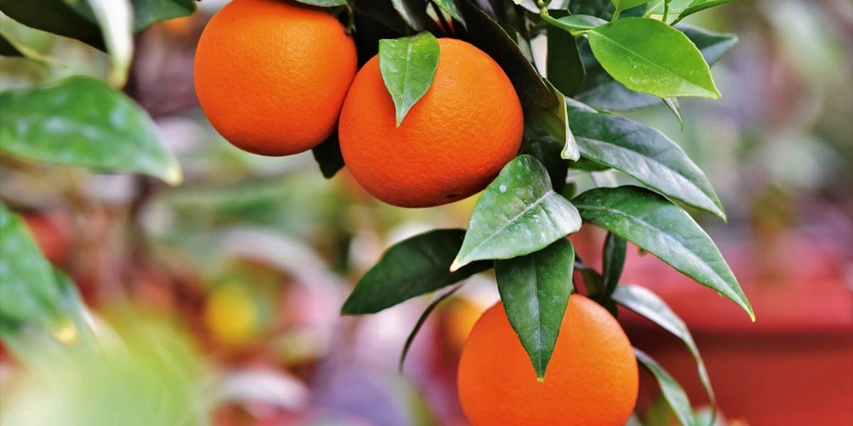 L’Egitto consolida l'export di arance grazie a migliori standard qualitativi